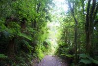 Maori trail