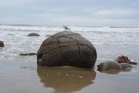 Moeraki Boulders