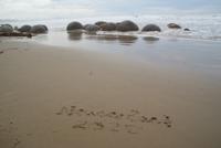Moeraki Boulders (4)