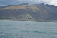 Bootsfahrt zu den Albatrossen. (5)