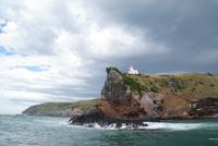 Brutstätte der Albatrosse (2)