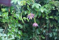 Bananen Maracuja (2)