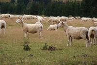 und immer wieder Schafe