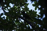Bellbird