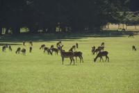 Rehe auf weiter Flur