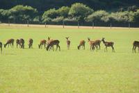 Rehe auf weiter Flur (2)