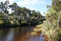 Swamp Forest Walk (2)