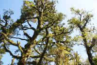 Swamp Forest Walk (4)