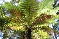 Swamp Forest Walk (5)