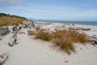 Tauparikaka Marine Reserve (3)