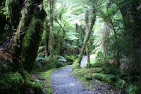 Glacier Valley Walkway (2)