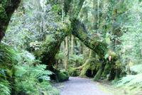 Glacier Valley Walkway (3)
