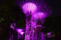 Gardens by the Bay - Supertree Grove