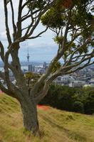 Blick auf Auckland vom Mount Eden 2