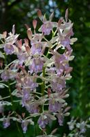 Singapor - Orchideengarten Angela Merkel