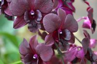 Singapor - Orchideengarten 5