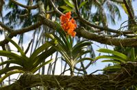 Singapor - Orchideengarten 6