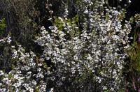 blühender Manukastrauch