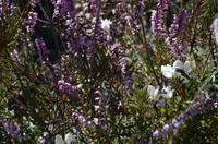 Heidekraut mit Weißem Enzian