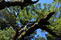 moosbewachsene Baumriesen