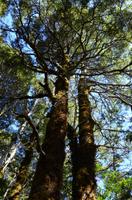Waldabschnitt des Taranaki Falls Track