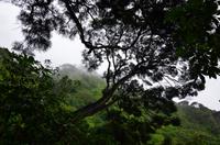 Nebelwald auf Kapiti Island