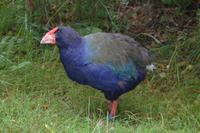 Südinsel-Takahe