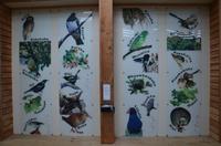 Übersicht der Vogelarten im Shelter von Kapiti Island