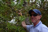 Demonstration von Bernd an einem Kauri