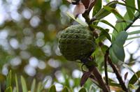 Zapfen eines Kauri-Baumes