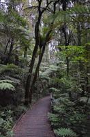 Manginangina Kauri Walk