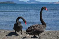 Lake Taupo - Trauerschwäne