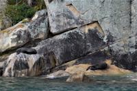 Neuseeländische Seebären