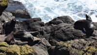 Cape Foulwind - Kolonie von Neuseeländischen Seebären 2