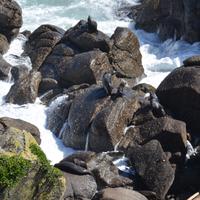 Cape Foulwind - Kolonie von Neuseeländischen Seebären