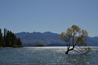 Baum im Lake Wanaka