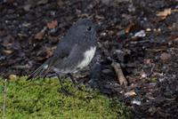 South Island Robin