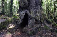 Spaziergang durch einen urigen Buchenwald