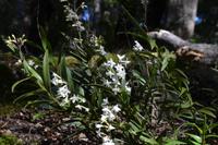 Kepler Track - weiße Orchidee