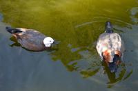 Paradiesentenpaar im Vogelpark von Te Anau