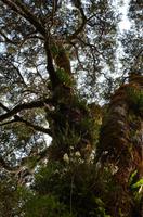 Milford Foreshore Walk - weiße Orchideen