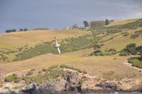 die volle Flügelspannweite eines Südkönigsalbatros