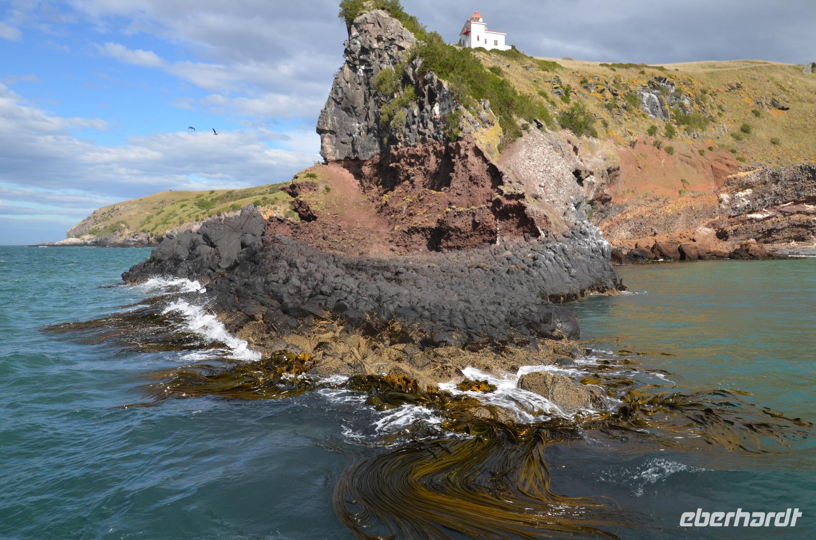 Leuchtturm mit Albatros Kolonie