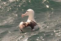 Südkönigsalbatros 2