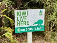 19. Reisetag – Vom Fox-Gletscher nach Greymouth – Morgenspaziergang zum Lake Matheson