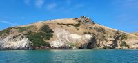 192 Bootsfahrt Otago Bay
