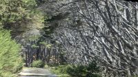 20241219_11 Silberwald.jpg