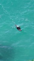 20241228 14 brauner Pelz im Wasser