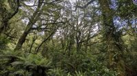 20241230_10 Regenwald an der Chasm Schlucht.jpg
