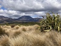 Tongariro